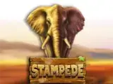 Stampede